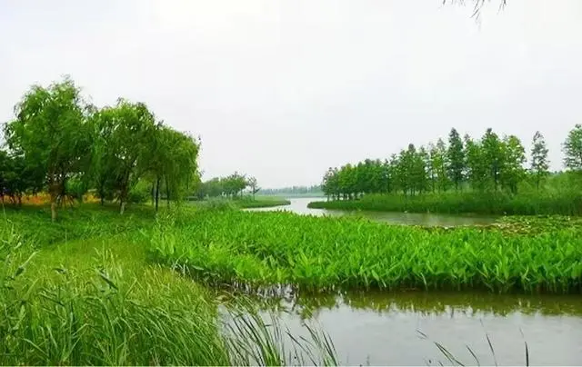 市政 || 中环报点赞任城！人工湿地变身“城市净水器”